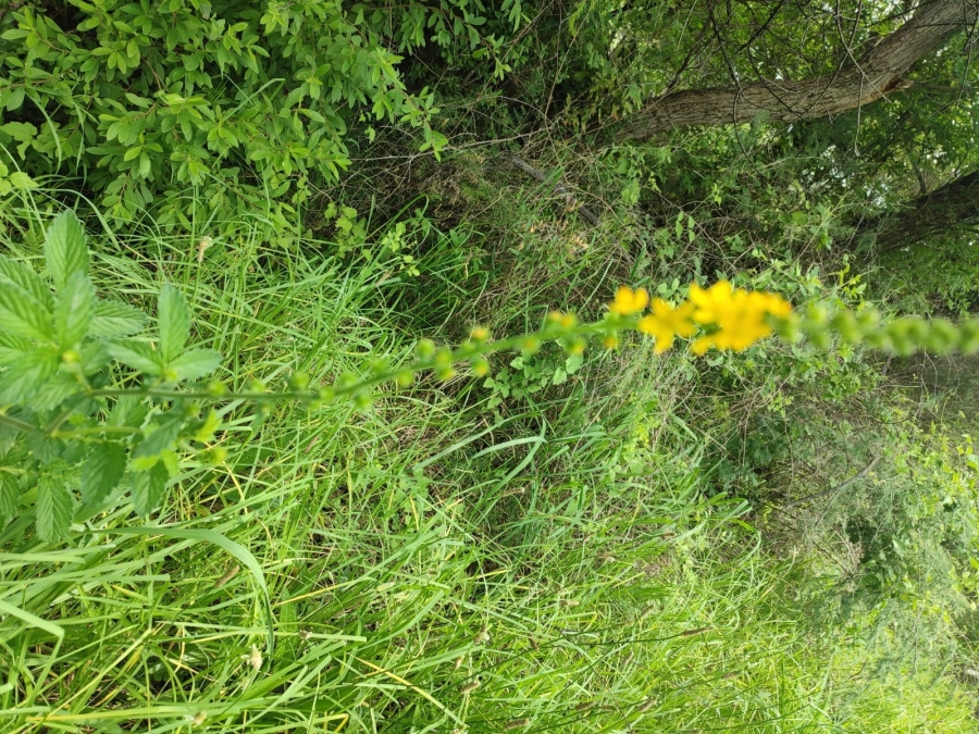 0 Bedroom Property for Sale in Swartruggens North West